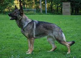 Ucd grch heska vom haus morrisson tc, cgca, cgcu, nw2, bn, cd, it, dcat, bh, fdc. Zucht Des Zwingers Vom Haus Pixner Zuchtmiete Finn Vom Dunklen Zwinger Und Nanda Vom Haus Pixner Int Working Dog