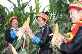 Người dân thôn Bản Cuôn, xã Ngọc Phái thu hoạch ngô