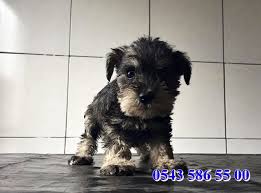 Satilik Schnauzer Yavrulari Kopek Bursa Minyaturler