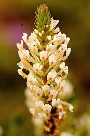 Image result for Hebenstretia angolensis