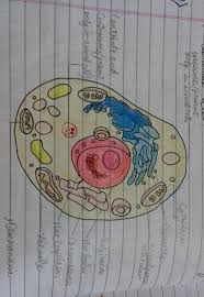 Entdecke rezepte, einrichtungsideen, stilinterpretationen und andere ideen zum ausprobieren. Questions And Answers On Labeled Unlebled Diagrams Of A Human Cell Igcse Biology Paper 1 Specimen Questions With Answers 1 To