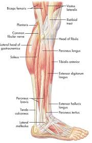 Although a medial malleolus fracture can be a serious injury, the outlook for recovery is good, and complications are rare. Peroneus Longus Google ê²€ìƒ‰ Human Body Anatomy Body Anatomy Muscle Anatomy