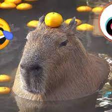 Por qué los capibaras invadieron TikTok? El meme que enamoró a todos