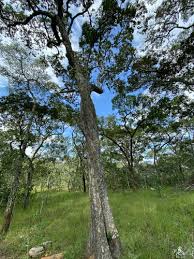 Image result for Marquesia