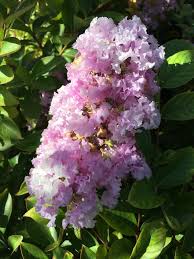 It was doing well until now (mid june). Crape Myrtle Care Xera Plants
