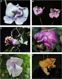 Image result for Psophocarpus lancifolius