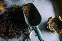 The clay will dissolve away, leaving the seeds in ideal. What Are Pelleted Seeds 3 Things To Know Greenupside