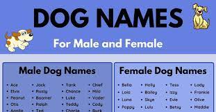 Dog Names 100 Most Popular Male And Female Dog Names 7esl