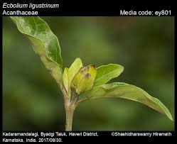 Image result for Ecbolium hastatum