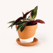 Image result for stromanthe