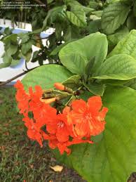 Attracts butterflies with orange or yellow flowers. Plant Identification Closed Small Tree With Bright Orange Flowers South Florida 1 By Brajesh