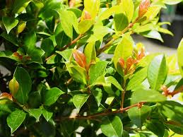 It is also great for topiary and can be easily grown in containers. Syzygium Backyard Bliss Diaco S Garden Nursery And Garden Centre