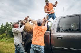 Best meats offers our customers a wide selection of premier quality meat products which are cut fresh daily and to the customer's specifications. Hunting Wild Hogs Edible Northeast Florida
