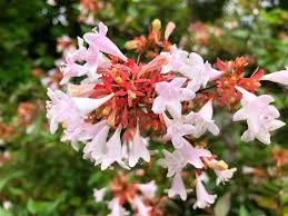 Most of these varieties grow well in hardiness zones six through 10, and they are relatively easy to care for. 21 Most Fragrant Flowers Shrubs For Your Garden