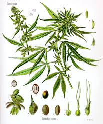 Cannabis Wikipedia