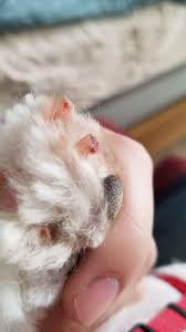 Find a petsmart pet store location by province. Critters Pet Supplies Pet Stores 1451 Johnston Road White Rock Bc Phone Number Yelp