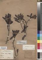 Image result for Euclea schimperi