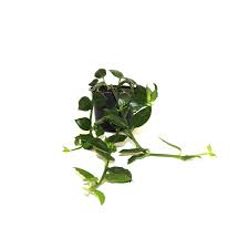 Image result for Ceropegia schultzei