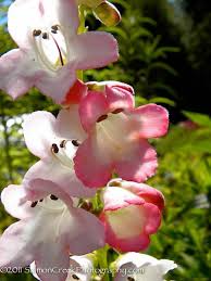 Image result for Penstemon