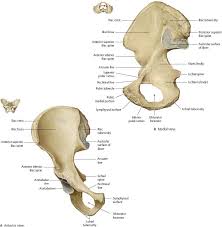 Back bones ribs and hip 3d medical vector illustration. Hip Thigh Atlas Of Anatomy