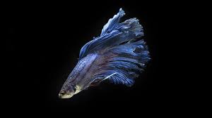 Your name:kristin your betta's name: Beautiful Betta Fish Varieties Anadolu Agency