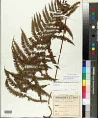 Image result for Pseudocyclosorus