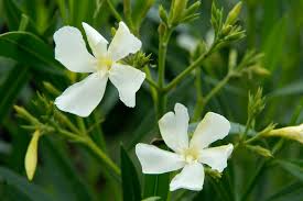 Poisonous Houseplants: 10 Indoor Plants For Pet Owners And Parents To –  Pistils Nursery