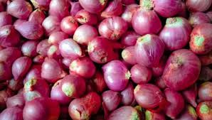 Pada kesempatan ini kami akan mengajak anda untuk membahas tentang cara menanam bawang merah. Anim Agro Technology Tanaman Bawang Merah Dikaji Semula