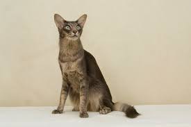 Established 1971 , breeding registered siamese, balinese, oriental, and american shorthairs in shaded clowntown's cajon alert, lilac pt and white oriental longhair. Toreador Cats The Oriental Longhair Tica Write Up Facebook