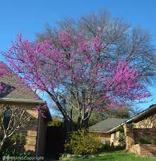 Oklahoma redbud was ordered on sunday night, 11 march. Redbuds And Oklahoma Red Bud Plant Now Lee Ann Torrans Gardening