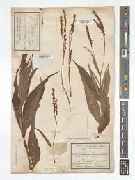 Image result for Persicaria madagascariensis