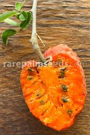 Image result for Annona