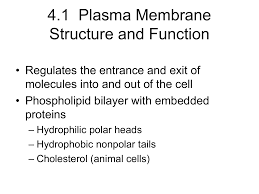 Check spelling or type a new query. 4 1 Plasma Membrane Structure And Function