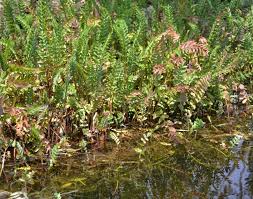 Image result for Berula erecta