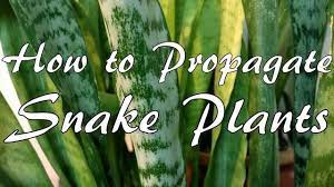 How To Propagate Snake Plants Snake Plant Long Leaf Plants Snake Plant Propagation