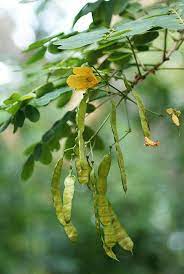 Sen De La Tierra I Seed Pods Beautiful Flowers Plant Leaves