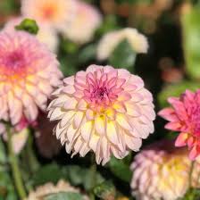 We did not find results for: Healing Flowers Farm Home Facebook