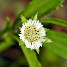 Image result for Eclipta