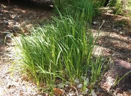 Image result for Imperata