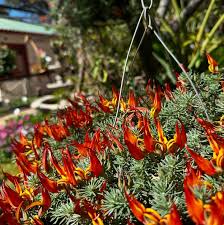 Image result for Lotus berthelotii