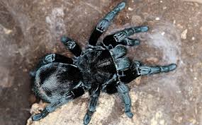 Image result for Digitaria pulchra