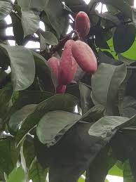 Image result for Pachylobus edulis