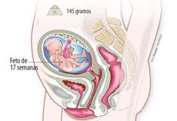 Embarazo Semana 17 Omega 3 Para El Desarrollo Fetal Natalben