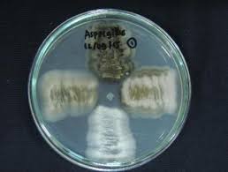 Image result for Schizozygia coffaeoides