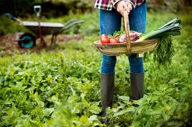 Im prinzip ist es ganz einfach, aus dem vorhandenen boden, heimischen. Selbstversorger So Wird Der Garten Zur Vorratskammer