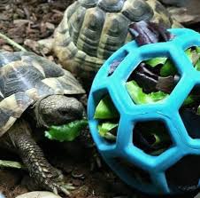 A wide variety of pet turtle toys options are available to you, such as plush, plastic. Hol Ee Roller Tortoise Foraging Toy Turtle Habitat Tortoise Care Tortoise Habitat