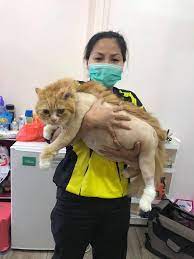 Fierce Cat Grooming Pet Supplies Health Grooming On Carousell