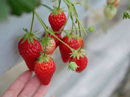 The championships, wimbledon ）は、イギリス・ロンドンのウィンブルドン（wimbledon）で開催される テニスの4大国際大会の一つである。 概要 この節は検証可能な参考文献や. å®ŸéŒ² ã‚«ãƒƒãƒ—ãƒ«ã¨å®¶æ—ã‹ã‚‰å¤§äººæ°—ã® ã‚¤ãƒã‚´ç‹©ã‚Š ã¯ã²ã¨ã‚Šã§å‚åŠ ã—ã¦ã‚‚æ¥½ã—ã‚ã‚‹ã®ã‹è¡Œã£ã¦ã¿ãŸã‚‰ 2019å¹´5æœˆ1æ—¥ ã‚¨ã‚­ã‚µã‚¤ãƒˆãƒ‹ãƒ¥ãƒ¼ã‚¹