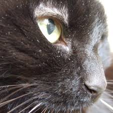 Here are five ways to deal with dog dandruff or cat dandruff. Reasons For Cat Dandruff And How To Prevent It Purrpetrators