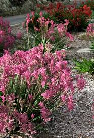 Image result for Anigozanthos